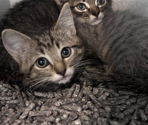 OCEAN, Baby Domestic Short Hair (medium coat), cat for adoption in Arlington, Texas