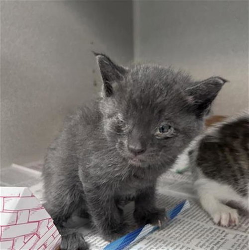 GIGI, Baby Domestic Short Hair (medium coat), cat for adoption in Arlington, Texas