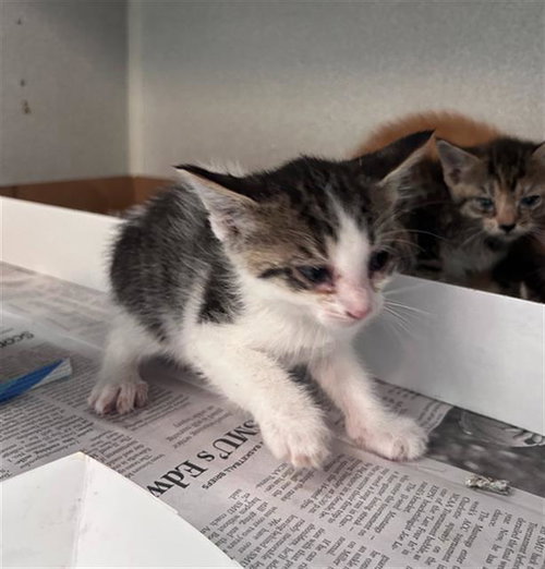 JANE, Baby Domestic Short Hair (medium coat), cat for adoption in Arlington, Texas