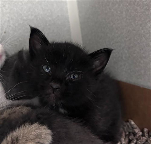CANE, Baby Domestic Short Hair (medium coat), cat for adoption in Arlington, Texas