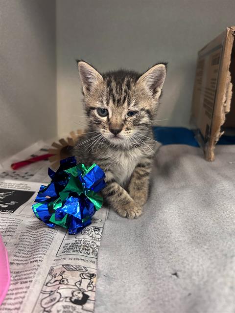 TARA, Baby Domestic Short Hair (medium coat), cat for adoption in Arlington, Texas