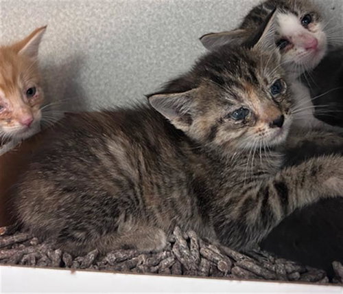 DAWN, Baby Domestic Short Hair (medium coat), cat for adoption in Arlington, Texas