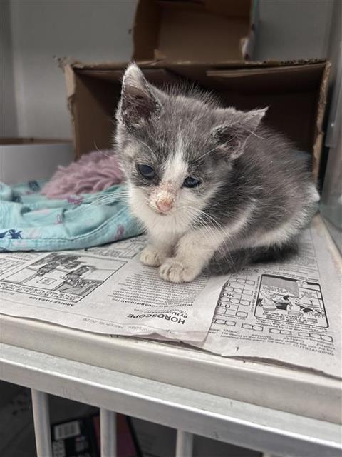 LUKE, Baby Domestic Short Hair (medium coat), cat for adoption in Arlington, Texas