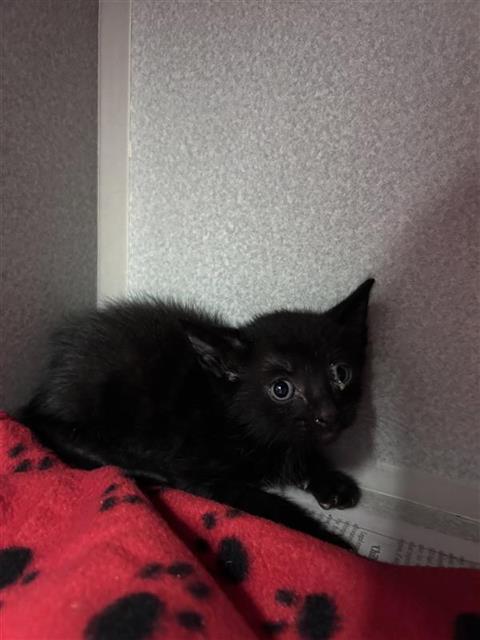 MOON, Baby Domestic Short Hair (medium coat), cat for adoption in Arlington, Texas