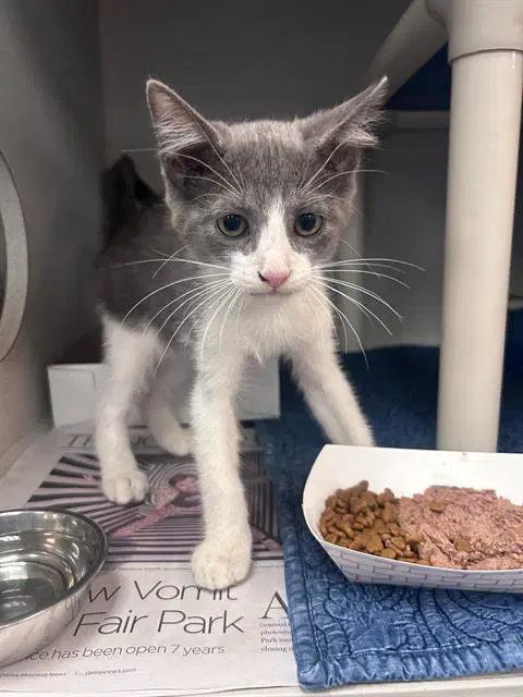 Stormy - Domestic Short Hair