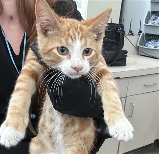 Sol - Domestic Short Hair