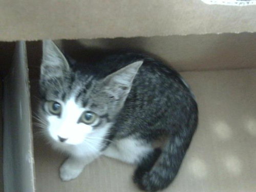 BERRY, Baby Domestic Short Hair (medium coat), cat for adoption in Mansfield, Texas