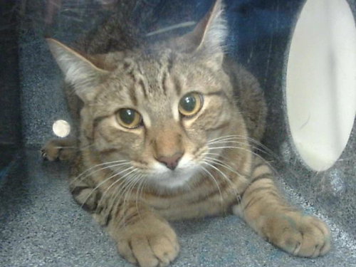 LEO, Young Domestic Short Hair (medium coat), cat for adoption in Mansfield, Texas