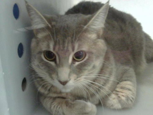 SARAI, Young Domestic Short Hair (medium coat), cat for adoption in Mansfield, Texas