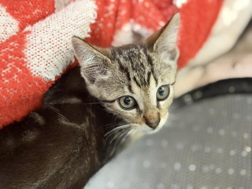 STANLEY, Baby Domestic Short Hair (medium coat), cat for adoption in Mansfield, Texas