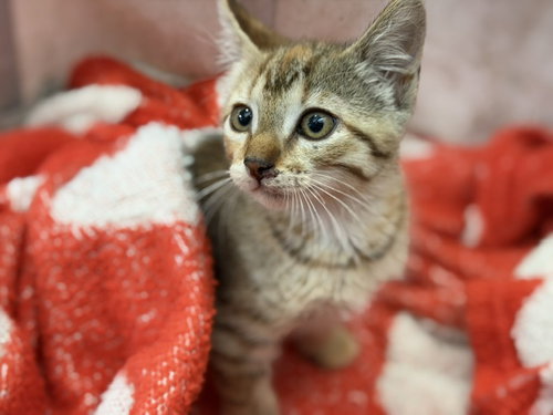 YETI, Baby Domestic Short Hair (medium coat), cat for adoption in Mansfield, Texas