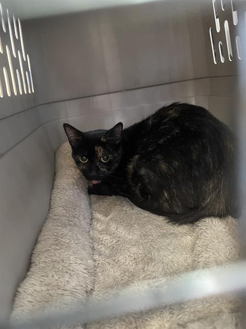 NINA, Young Domestic Short Hair (medium coat), cat for adoption in Mansfield, Texas