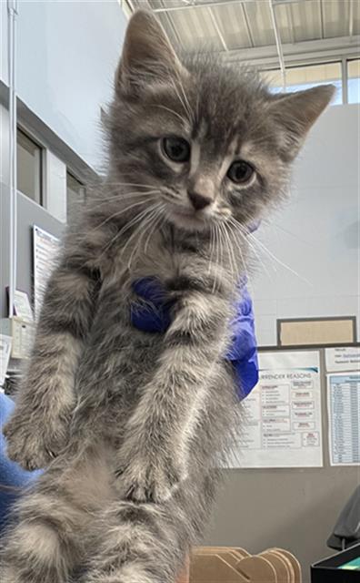 OZ, Baby Domestic Short Hair (medium coat), cat for adoption in Mansfield, Texas