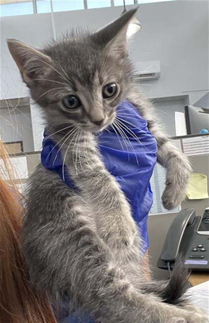 NONA, Baby Domestic Short Hair (medium coat), cat for adoption in Mansfield, Texas