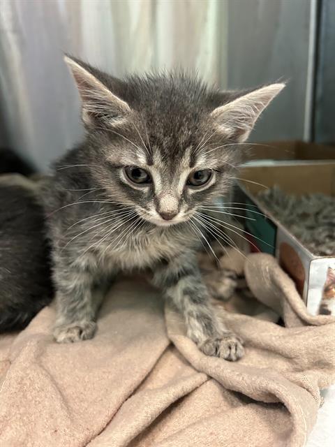 NONA, an adoptable Domestic Short Hair in Dallas, TX