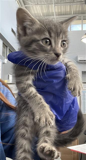 SHEBA, Baby Domestic Short Hair (medium coat), cat for adoption in Mansfield, Texas