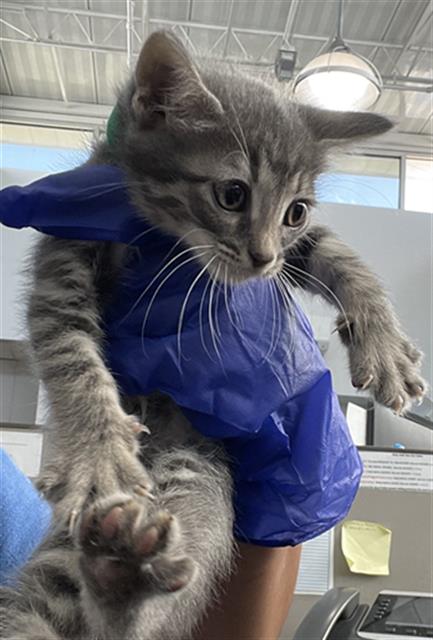 HALLIE, Baby Domestic Short Hair (medium coat), cat for adoption in Mansfield, Texas