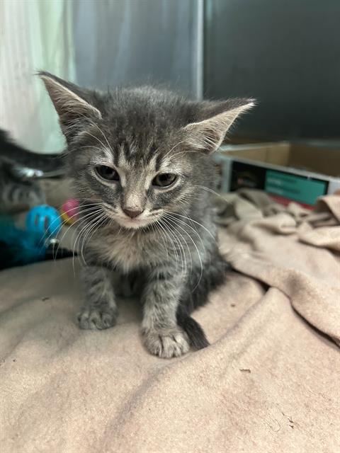 HALLIE, an adoptable Domestic Short Hair in Dallas, TX