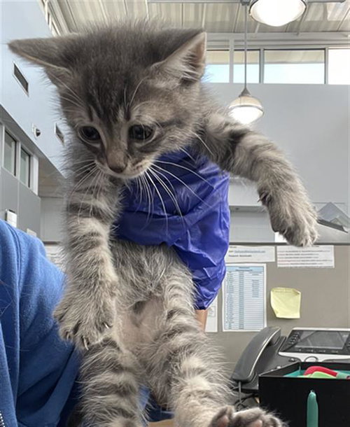 ZEE, Baby Domestic Short Hair (medium coat), cat for adoption in Mansfield, Texas
