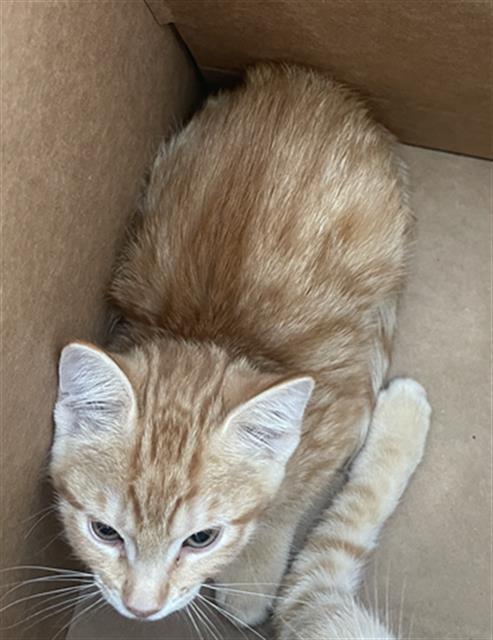 ZENA, Baby Domestic Short Hair (medium coat), cat for adoption in Mansfield, Texas