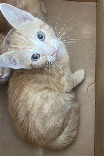 ZOEI, Baby Domestic Short Hair (medium coat), cat for adoption in Mansfield, Texas