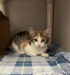 PENNYLANE - Photo 1