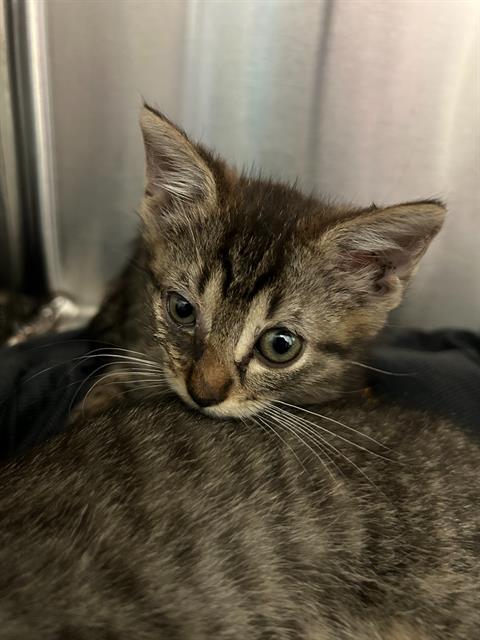 LUNA, a cat for adoption from Dallas Animal Services