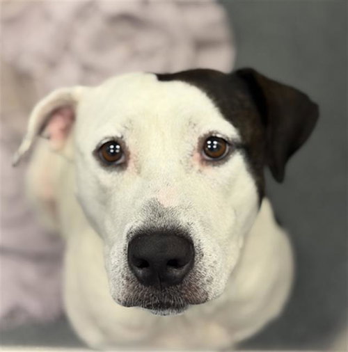 LITTLE BABY GIRL - Pit Bull Terrier available for adoption