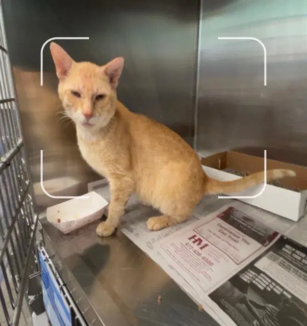 Bruno - Domestic Short Hair