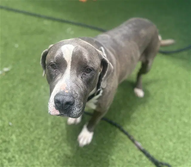 Bruno - American Bulldog