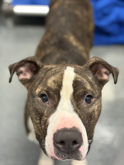 BAXTER - Pit Bull Terrier available for adoption