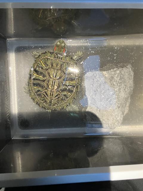 YURTLE - Turtle available for adoption