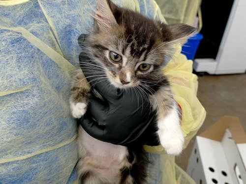 SUGAR, a cat for adoption from Dallas Animal Services