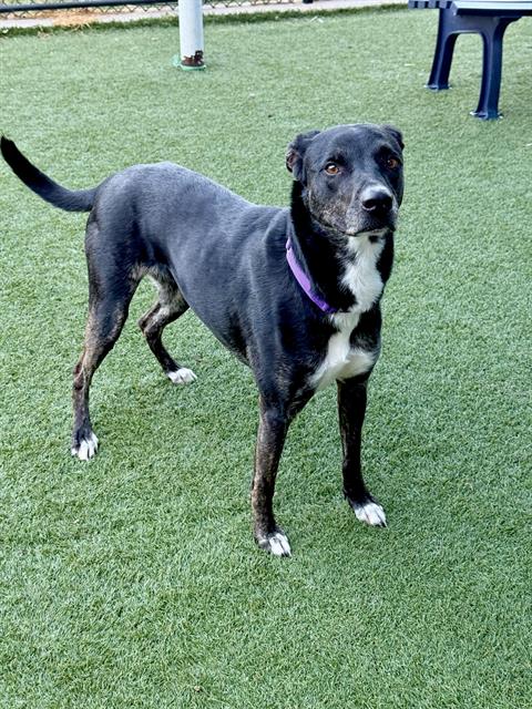BOBA, a dog for adoption from Dallas Animal Services