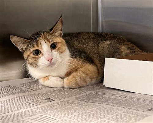 CURRY, a cat for adoption from Dallas Animal Services
