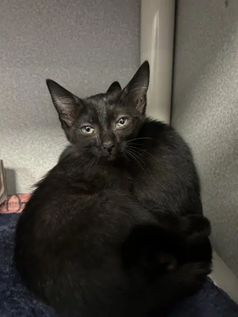 Kiki - Domestic Medium Hair