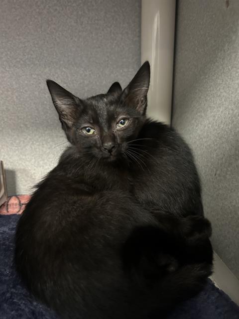 Kiki