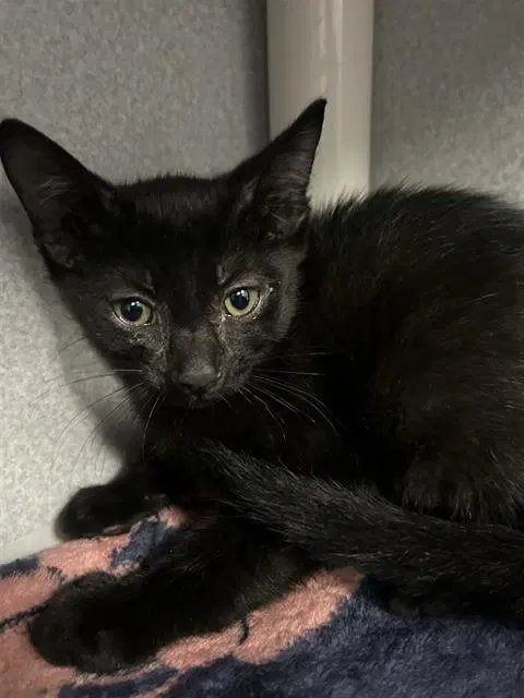 Indy - Domestic Medium Hair