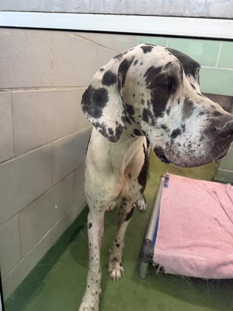 OREO, an adoptable Great Dane in Dallas, TX
