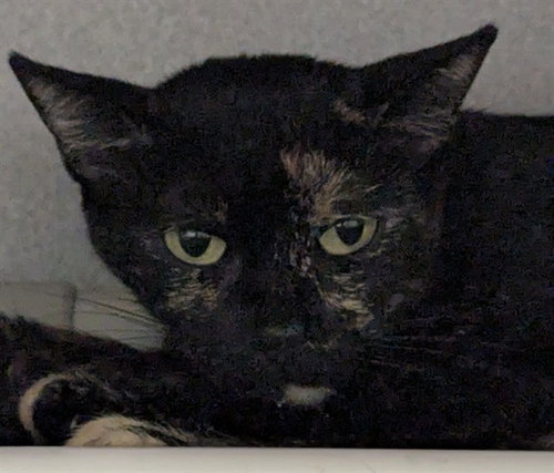 NINA, a cat for adoption from Dallas Animal Services