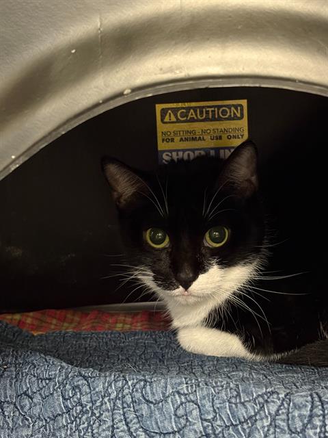 GABRIELLA - Domestic Short Hair available for adoption