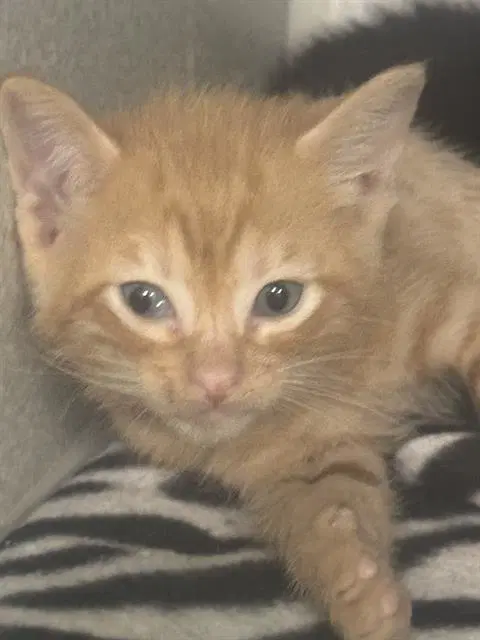 Leni - Domestic Short Hair