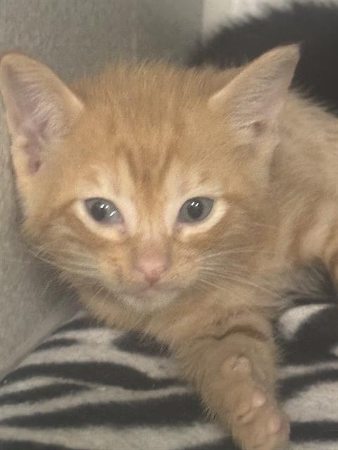 LENI, a cat for adoption from Dallas Animal Services
