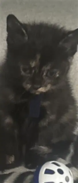 Lisa - Domestic Short Hair