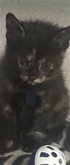 LISA, a cat for adoption from Dallas Animal Services