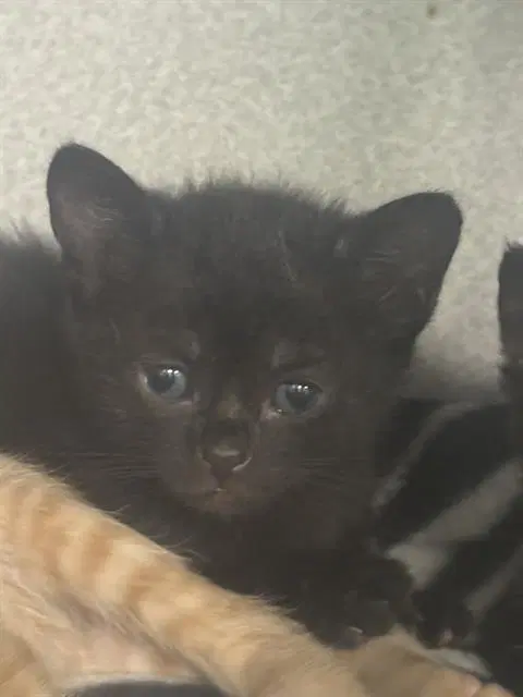 Lizzy - Domestic Short Hair