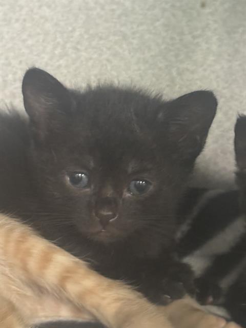 LIZZY, a cat for adoption from Dallas Animal Services