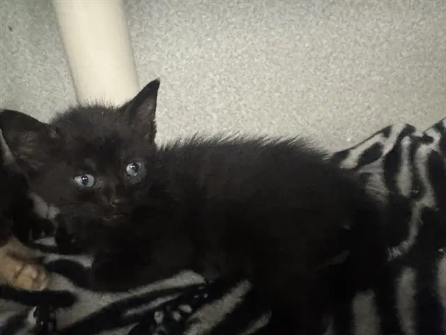 Leslie - Domestic Short Hair