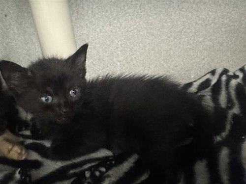 LESLIE, a cat for adoption from Dallas Animal Services
