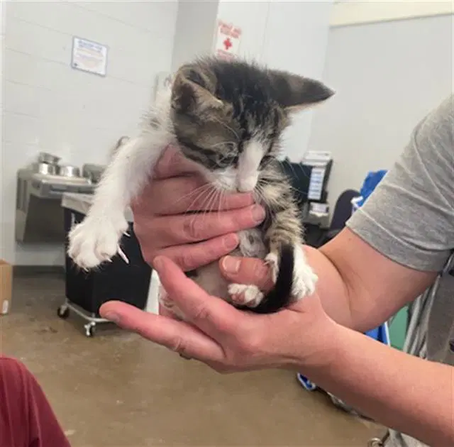 Cyrus - Domestic Short Hair